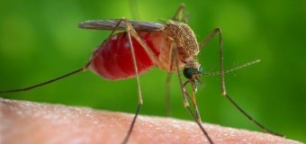 9 ways to combat mosquitoes naturally