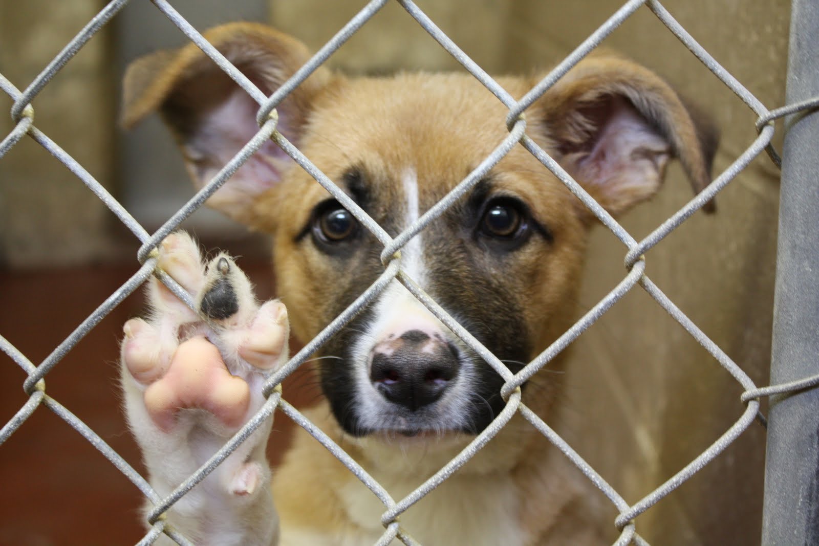 Clear Garlands Animal Shelter - The Garland Rowlett Messenger