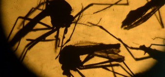 Travel-Related Zika Virus Infection Identified in Garland