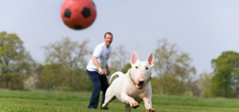 Provide Your Input on Dog Park Plans